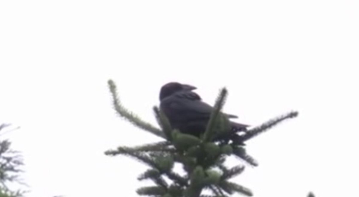    Плюс одна фобия - пернатые нападают на россиян: под угрозой ли куряне?