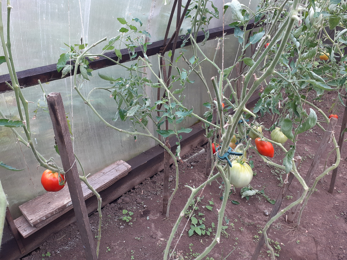 Подвязка томатов тоненькими веревками, лето 2024 год