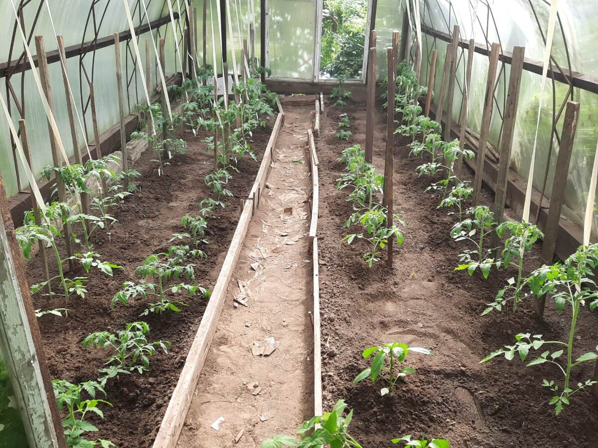 Подвязка томатов, 24.06.25 г.