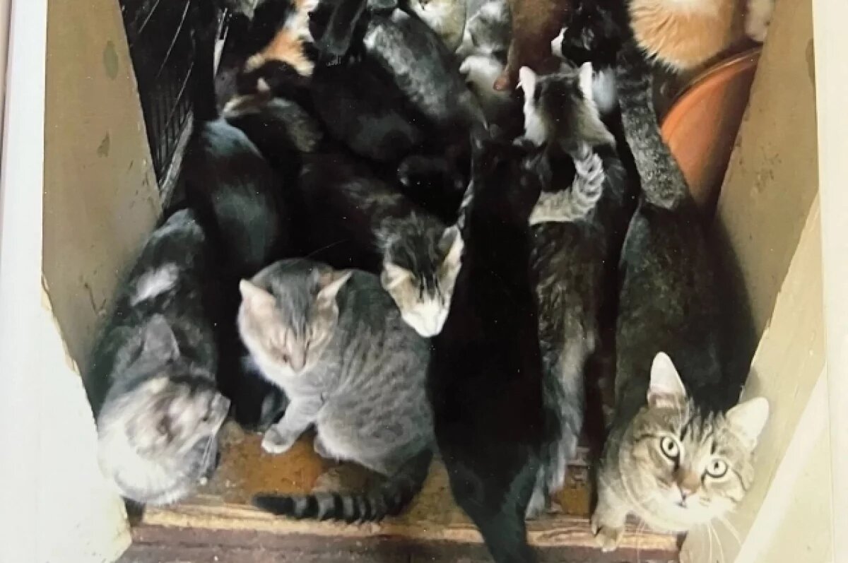    Более 250 кошек и собак суд обязал вывезти из произвольного приюта в Пензе