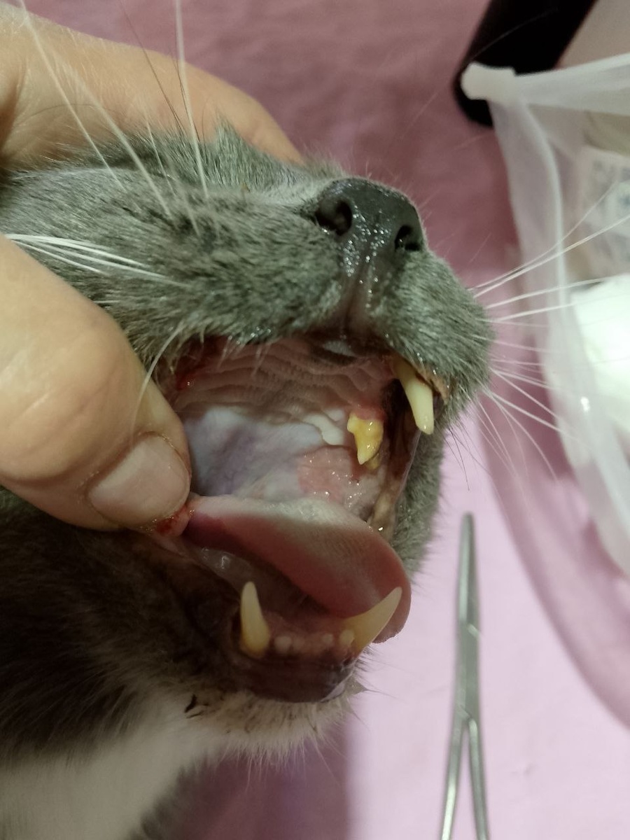 Ротовая полость Машеньки на момент осмотра