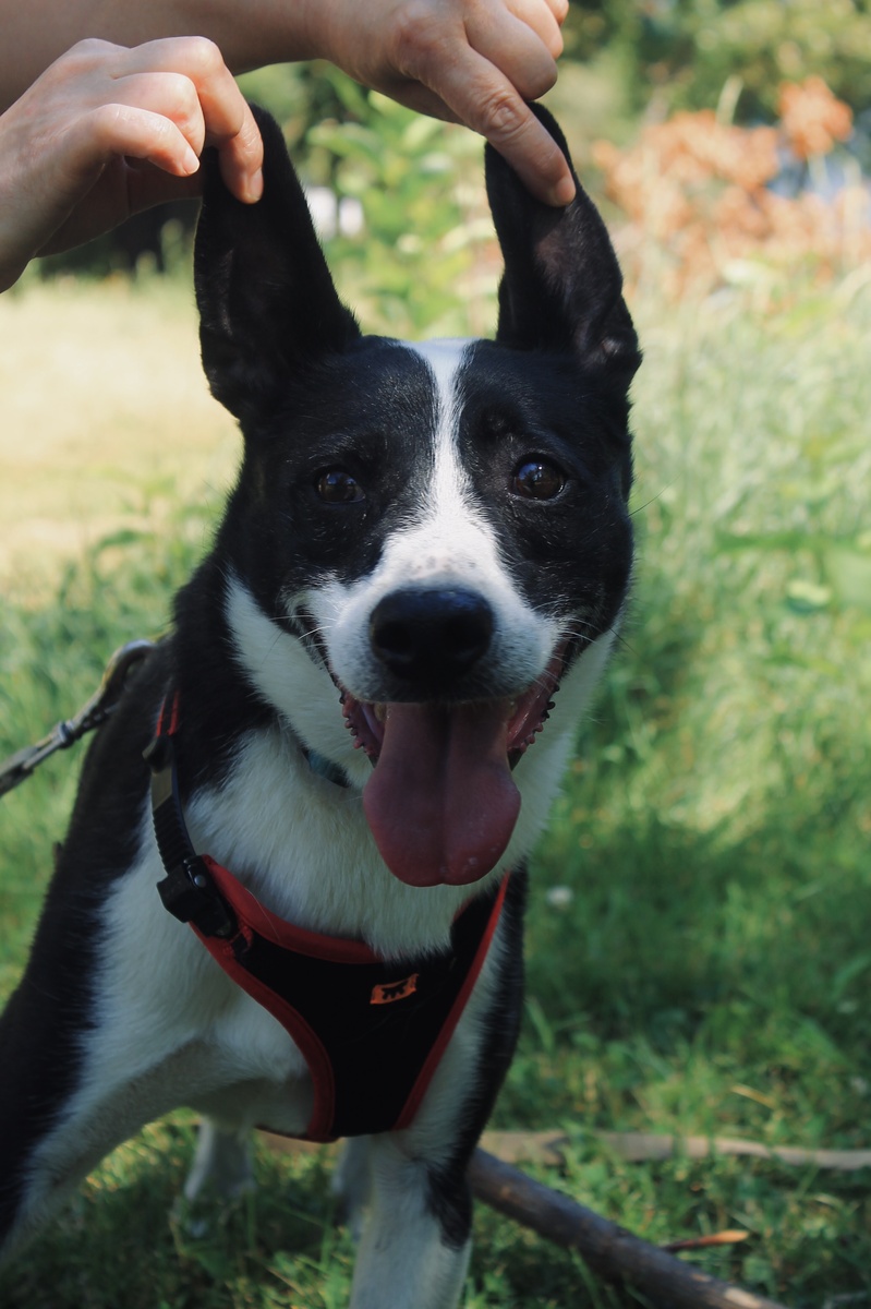 Чаплин во всей своей красе