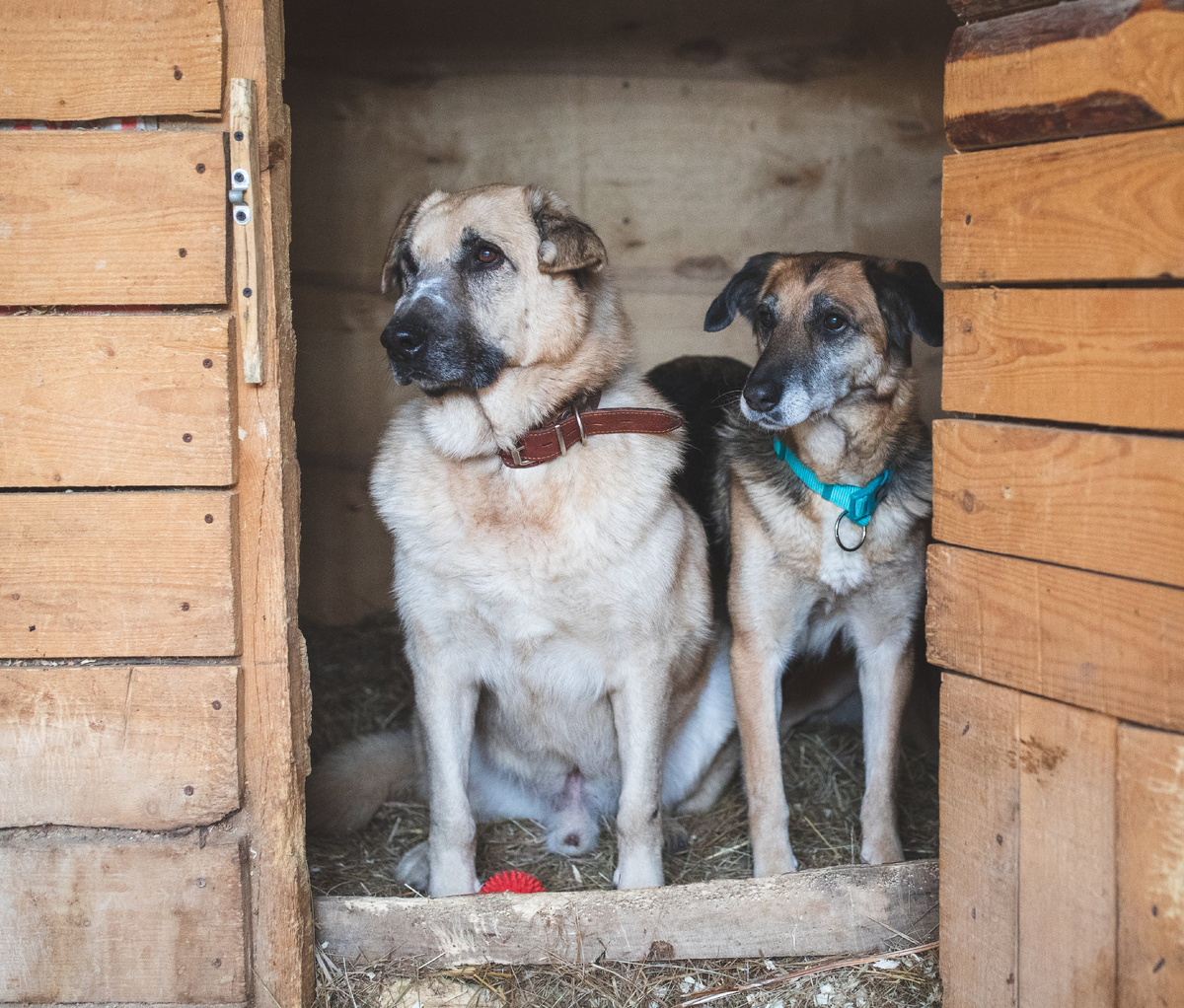 Это мы с Брошкой в приюте на профессиональной фотосессии - меня даже припудрили