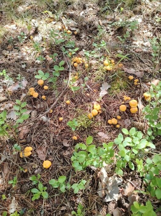 Грибы, комары и слепни
Фото: Дмитрий Калашников