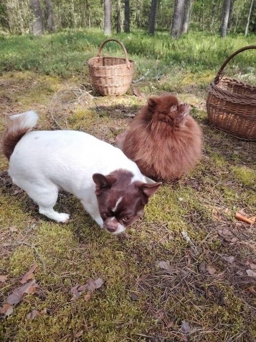 Грибы, комары и слепни
Фото: Дмитрий Калашников