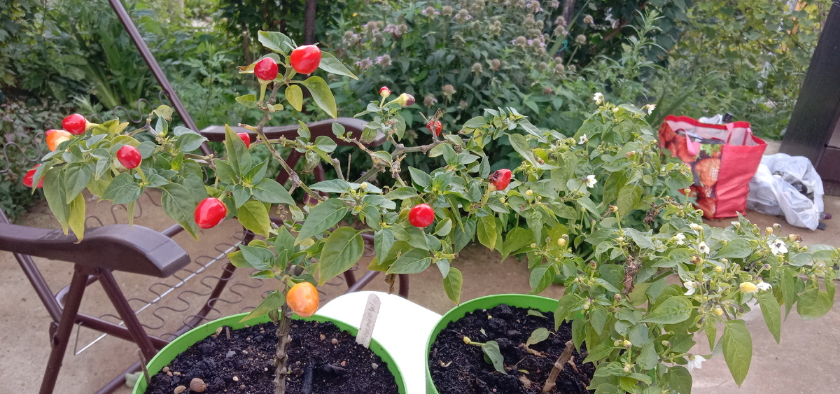 Острый перец Алладин