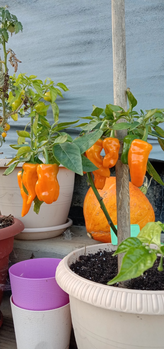 Острый перец Золотничок