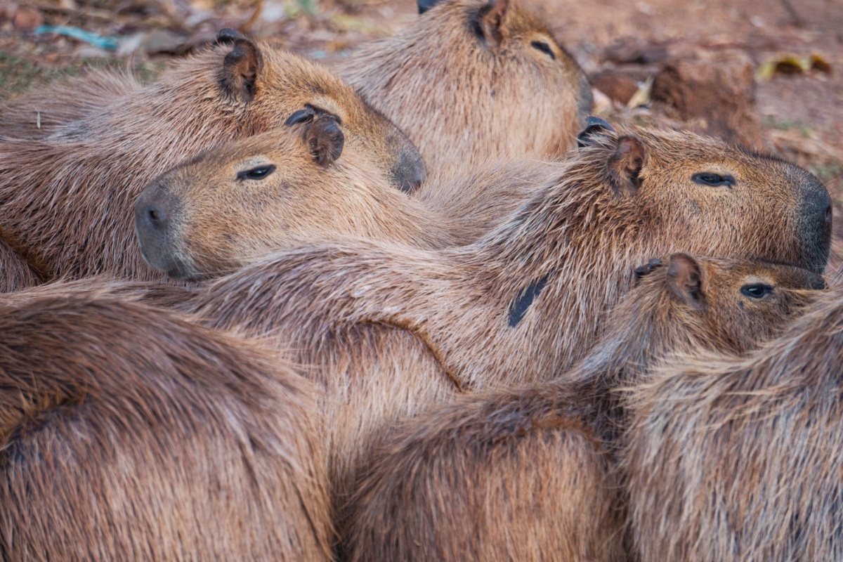loremipsumdasilva / Shuttersock / FOTODOM📷Капибары милые и неуклюжие в естественной среде обитания