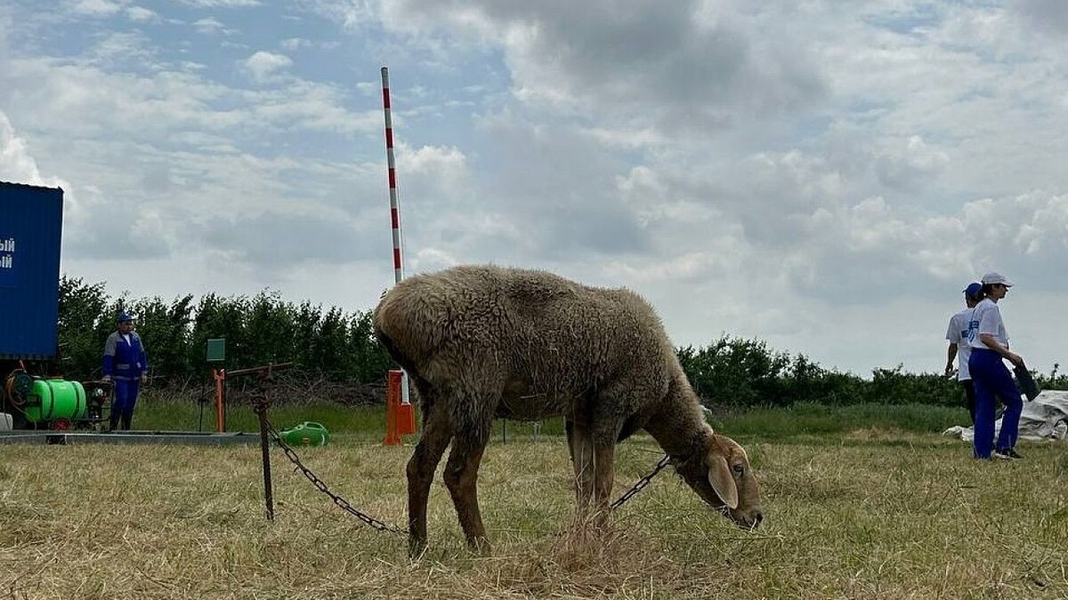    Фото: «Телеканал Краснодар»