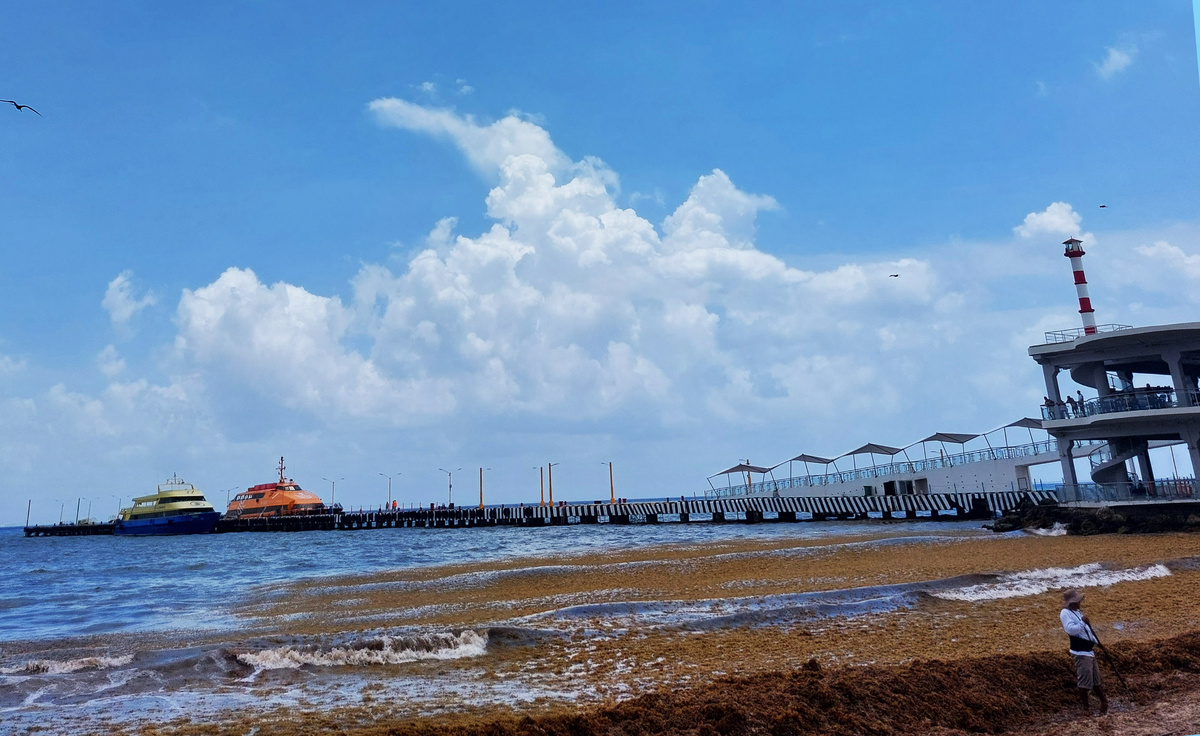 Водоросли саргассум в Мексике, пляж Плайя дель Кармен, май