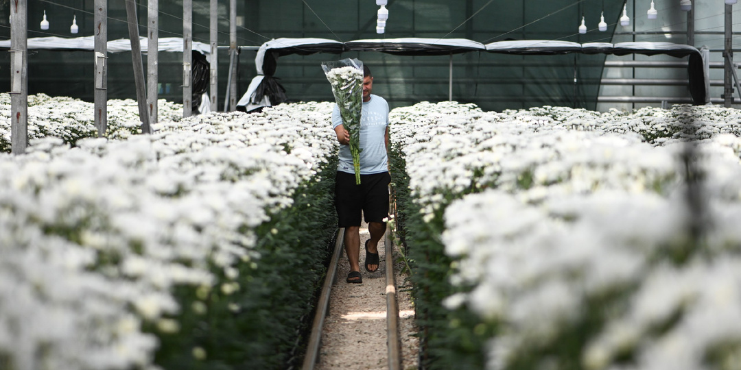 Хризантема: как мы выращивали цветы на срезку в первый год. Реальный опыт.