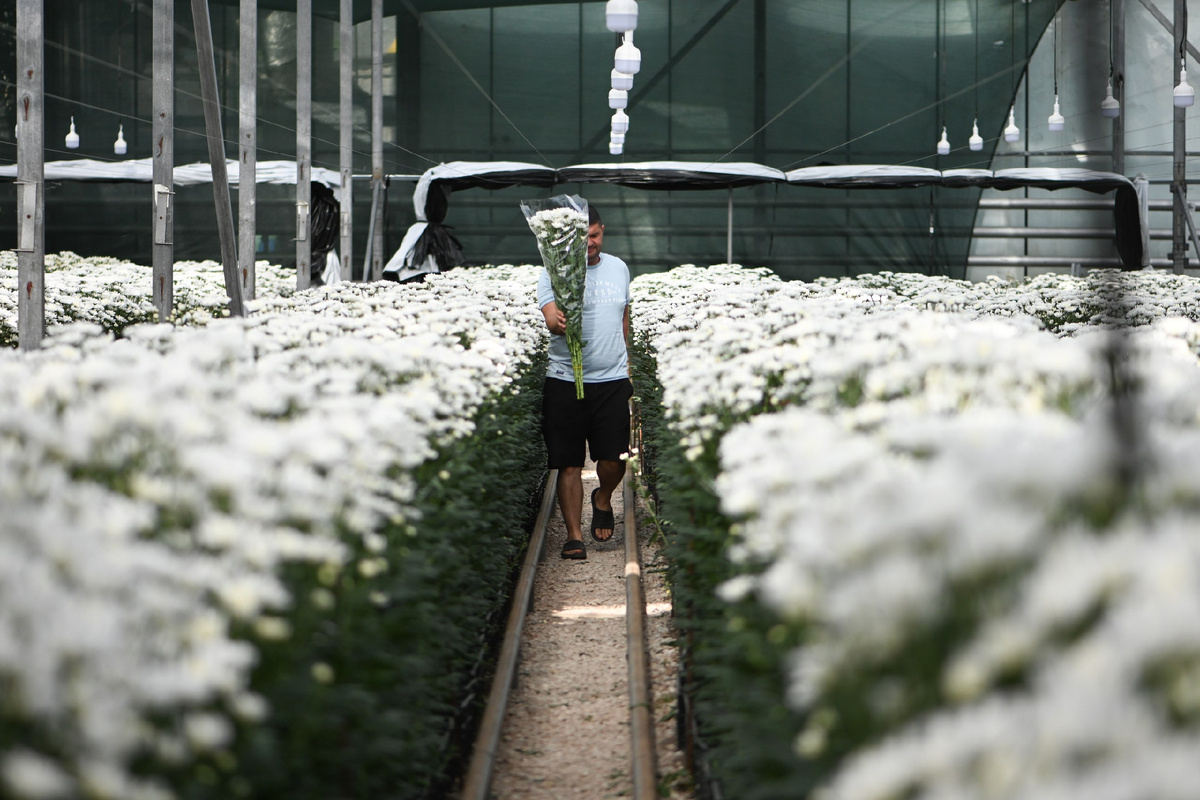 Теплица "Веревкин Хутор" 2025 год