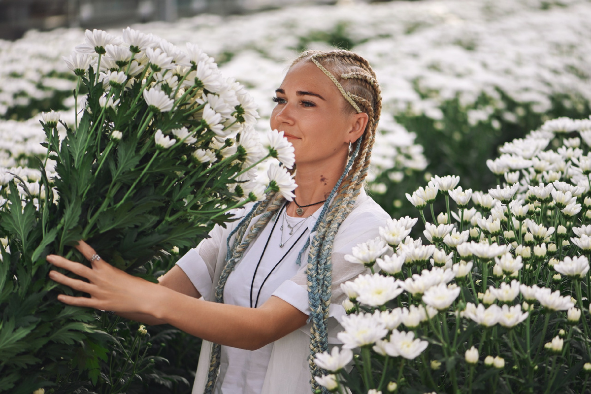 Кустовая хризантема сорта "Алтай"