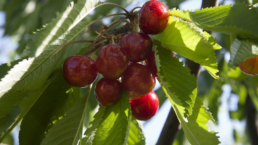    Фото: Nikolay Gyngazov, Николай/Global Look Press