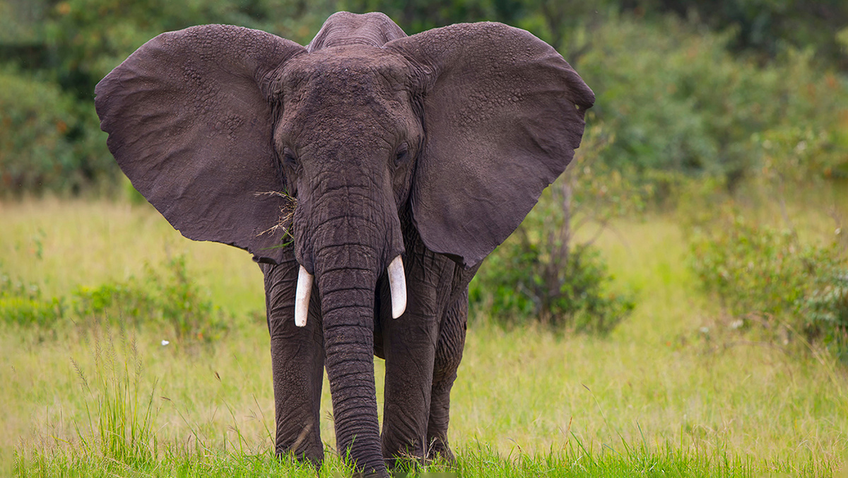     Фото: Ercan Uc/Shutterstock/FOTODOM Африканские слоны, обитающие в раскаленных саваннах, где температура легко превышает 40 °C, обладают самыми большими ушами среди всех слонов — они могут достигать полутора метров в длину и весить до 30 кг