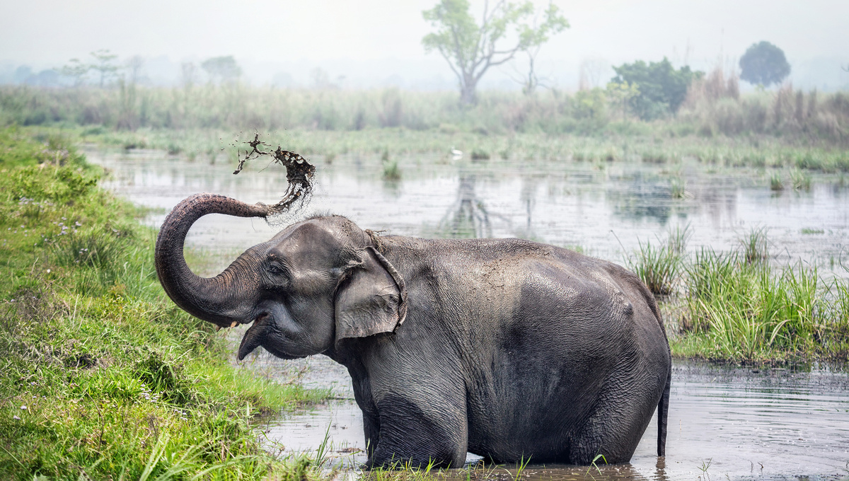     Фото: Pikoso.kz/Shutterstock/FOTODOM Уши индийского слона меньше, чем у африканского