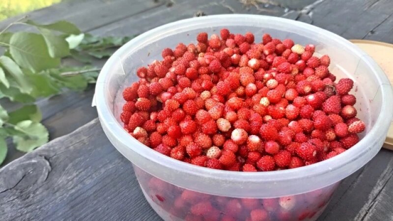     Алтайские охотники за спелой ягодкой и грибами поделились «уловом». ВК группа «Грибы и Грибники Алтайского края»