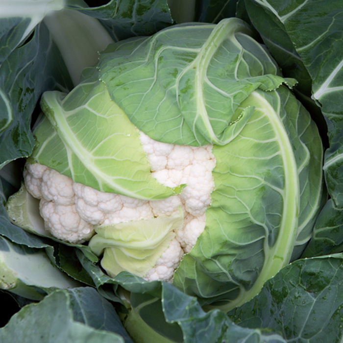  Форталеза F1