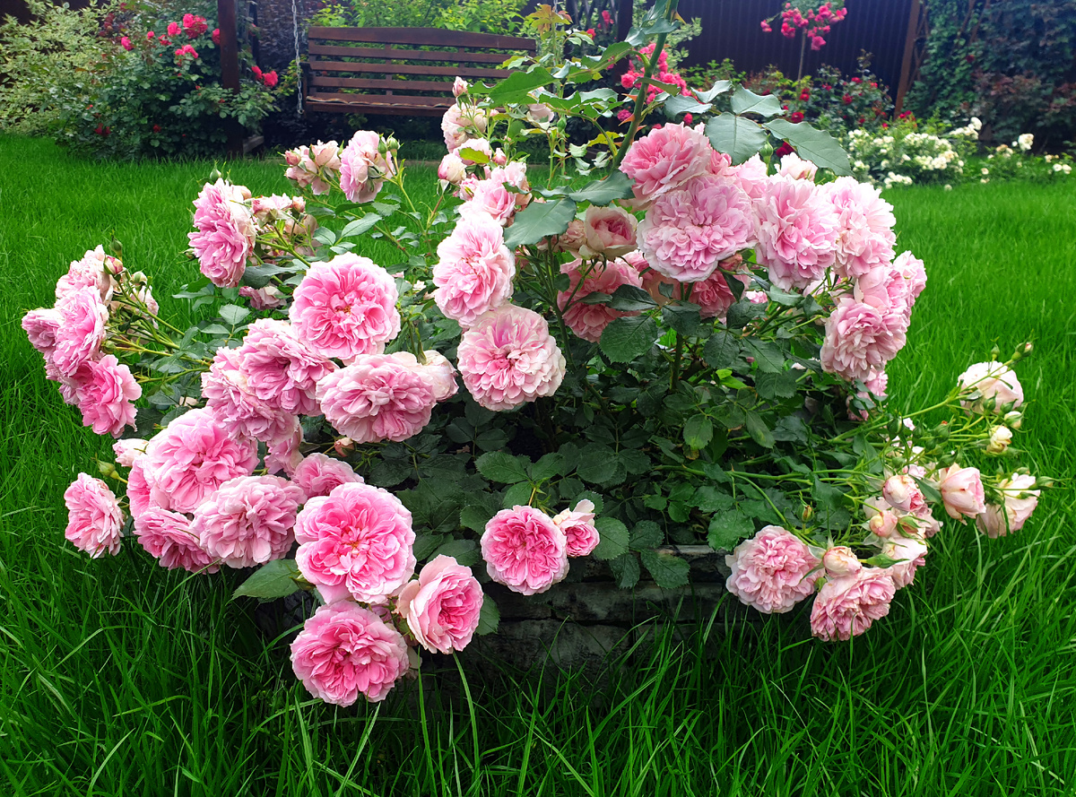 Роза Ютерcен Розенпринцессин после трехнедельных холодных ливней. К сожалению, зацвела в дожди и нет фото цветущего куста в сухую погоду. 