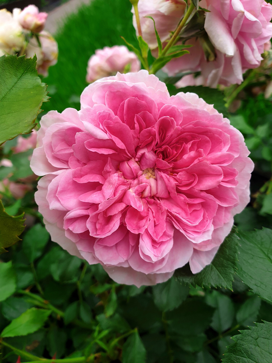 Полностью раскрывшийся цветок розы Ютерcен Розенпринцессин.