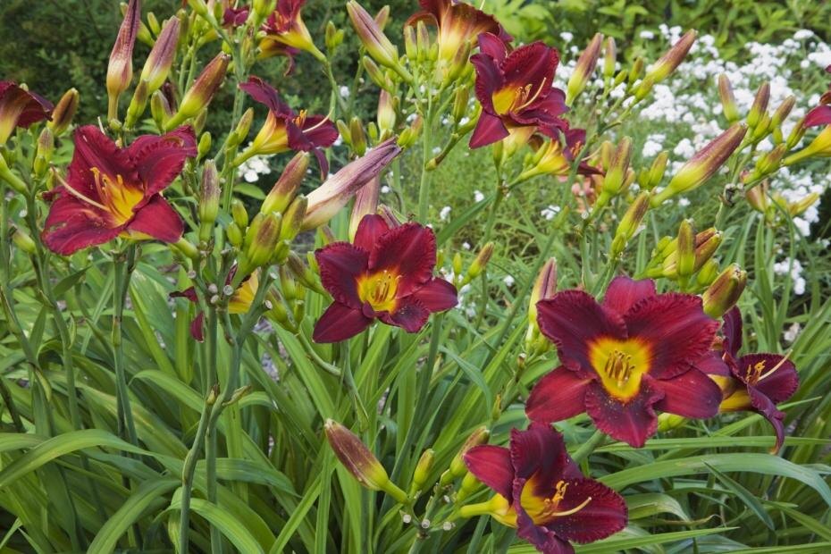    Perry Mastrovito/Global Look Press