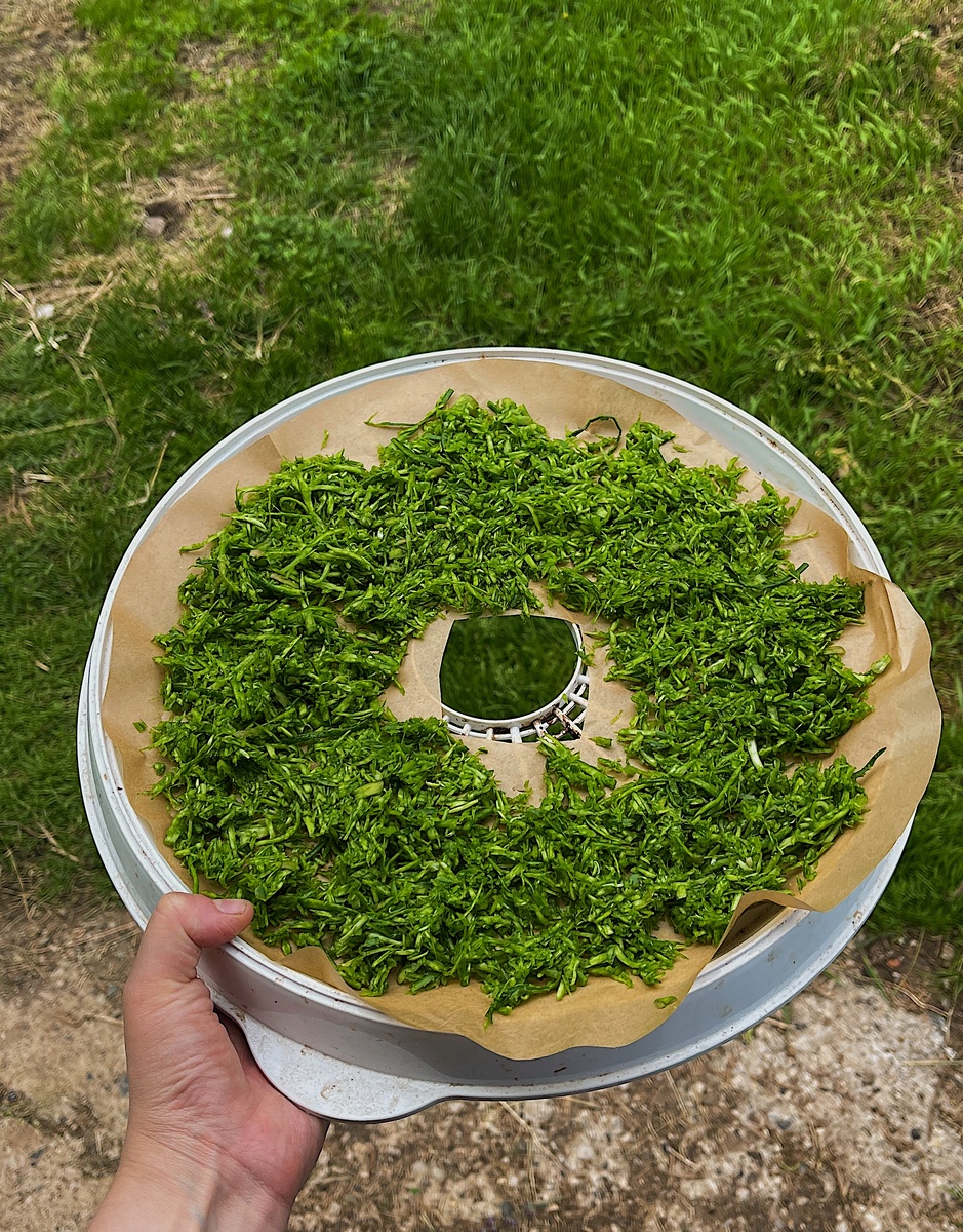 Измельченные стрелки чеснока, готовые у сушке