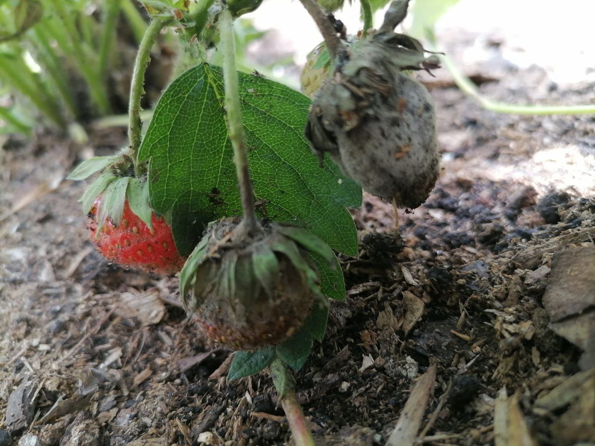 Серая гниль на клубнике, фото автора