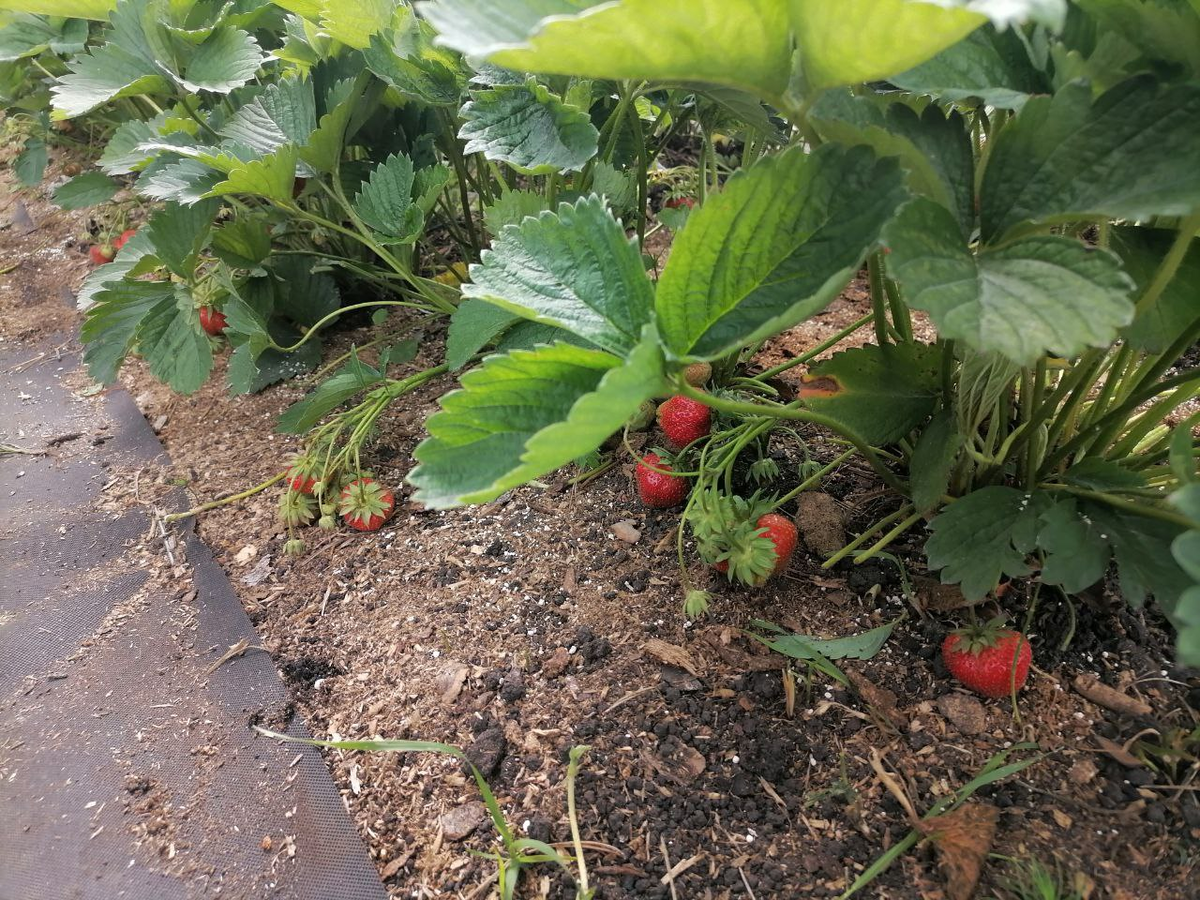 Убрала сорняки, обрезала нижние листья и усы, ягоды лежат на мульче из опилок, фото автора