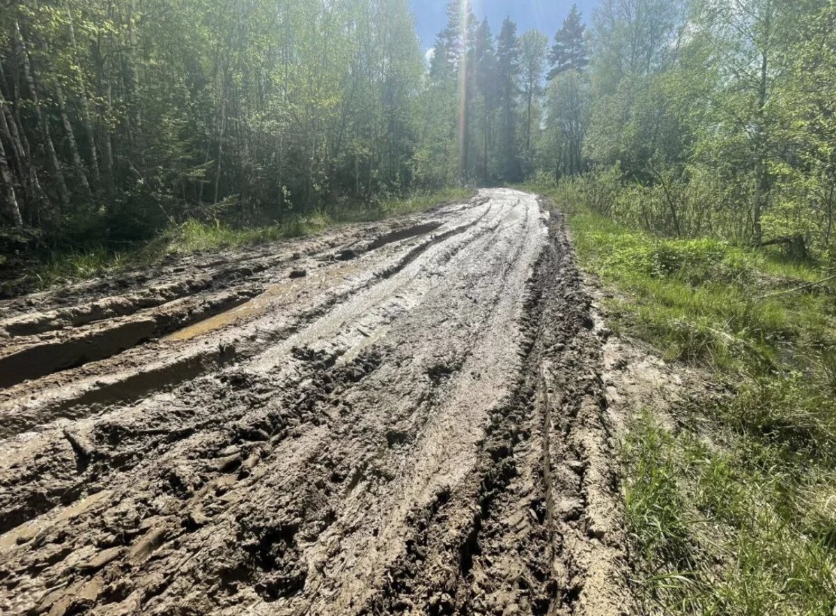    В Юрьев-Польском лесник-арендатор разрушил дорогу и оставил ее без ремонта