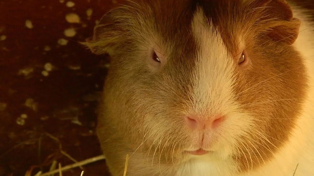 Очень серьезная морская свинка! Из открытых источников