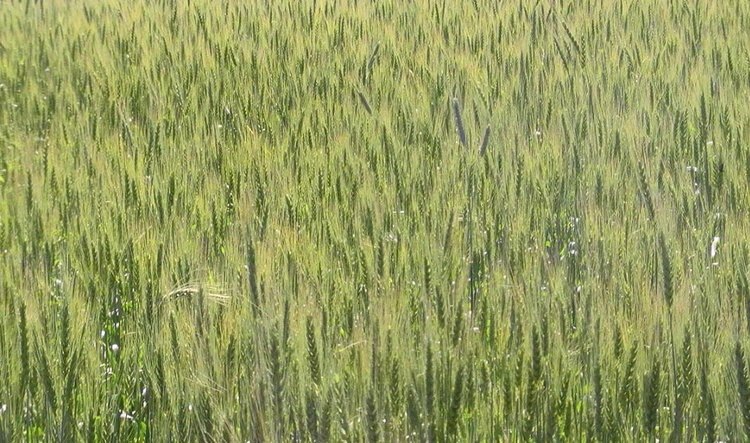    Ярмарка сортов и гибридов Шатиловской СХОС открыла Аграрную неделю Орловской области