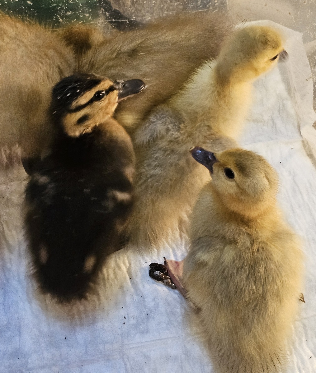 Часть бандитов