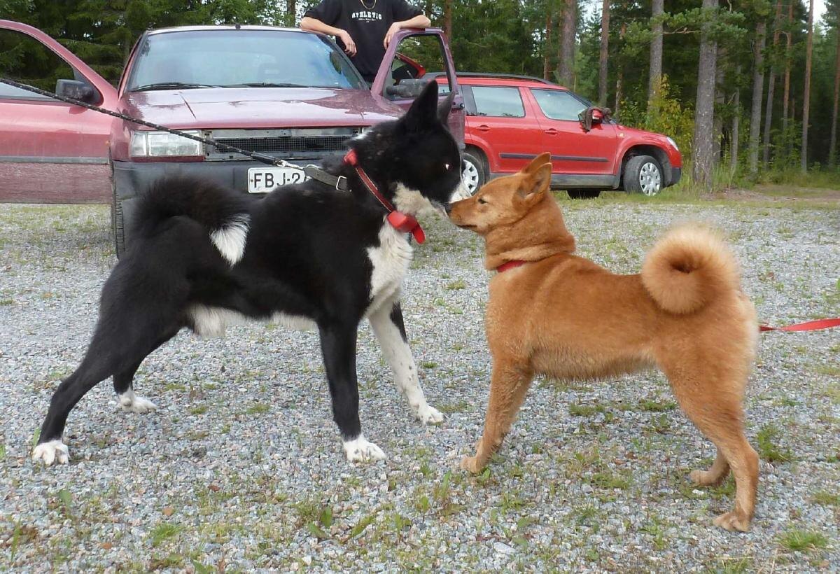 -Ну что ж? Мы приехали сюда, чтобы устроить карело-финскую лайку!