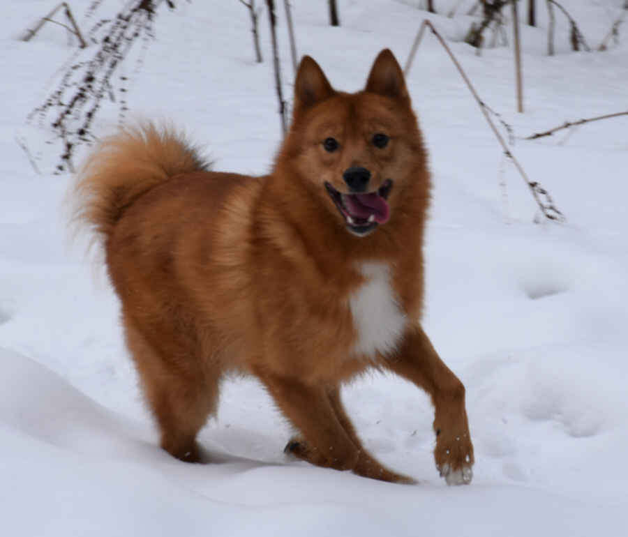 Карельская лайка.