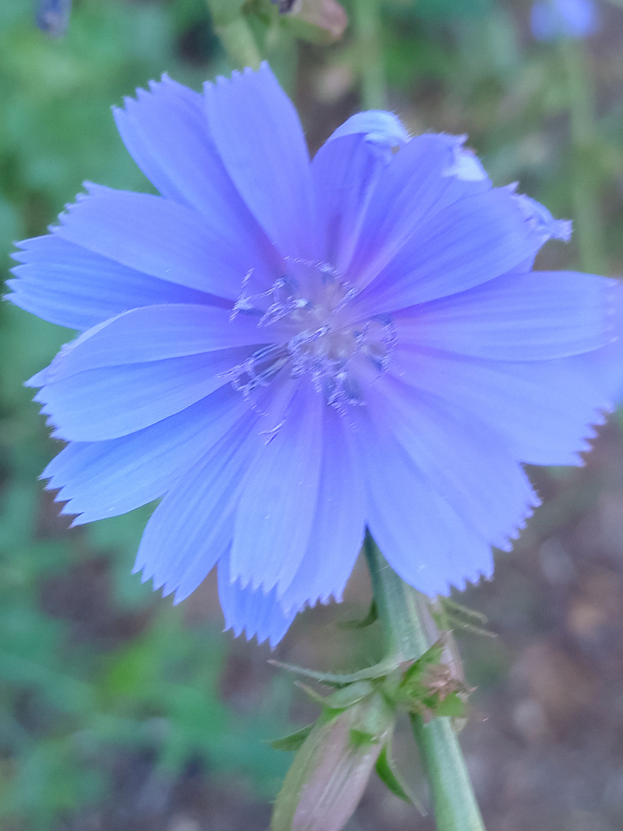 Василёк. Фото автора 