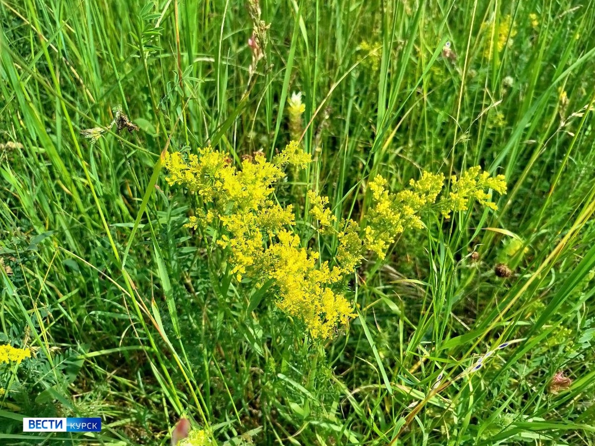    Вспыхнули по курской степи ярко-желтые метелки подмаренника - пора на покос выходить