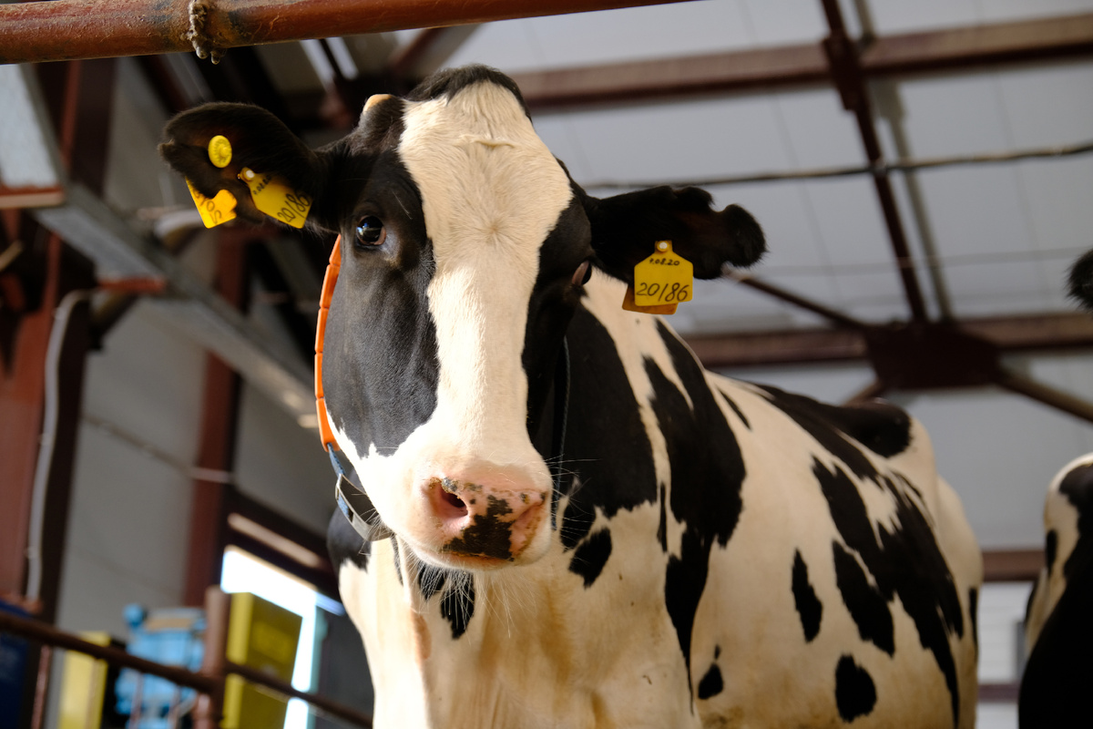 Фото: ГК "Канталь"