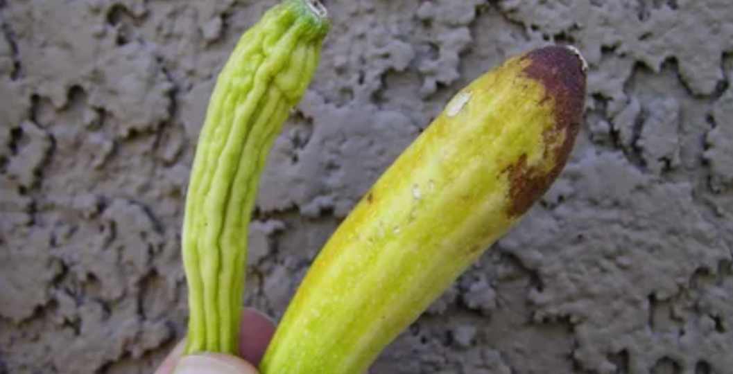 Почему гниют завязи кабачков и как спасти урожай