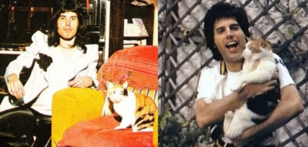 Фредди Меркьюри и котики. Коллаж составлен автором. 