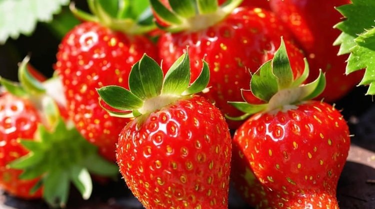    Новый мультиягодный кластер создается в Ставропольском крае