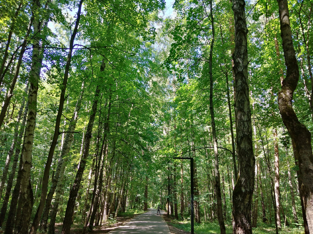 Фото автора. Прогулки в парке бесплатны и очень полезны на свежем воздухе. Это лучше, чем квесты и аквапарк, аттракционы
