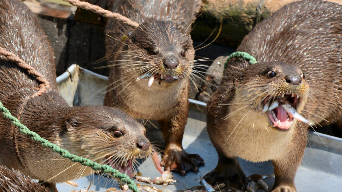 Обеденный перерыв в рыбхозе выглядит примерно так.