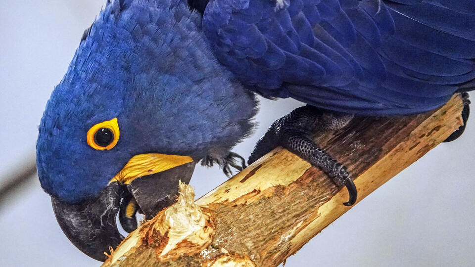 Фото: © Ann-Marie Utz/dpa/picture-alliance/TASS