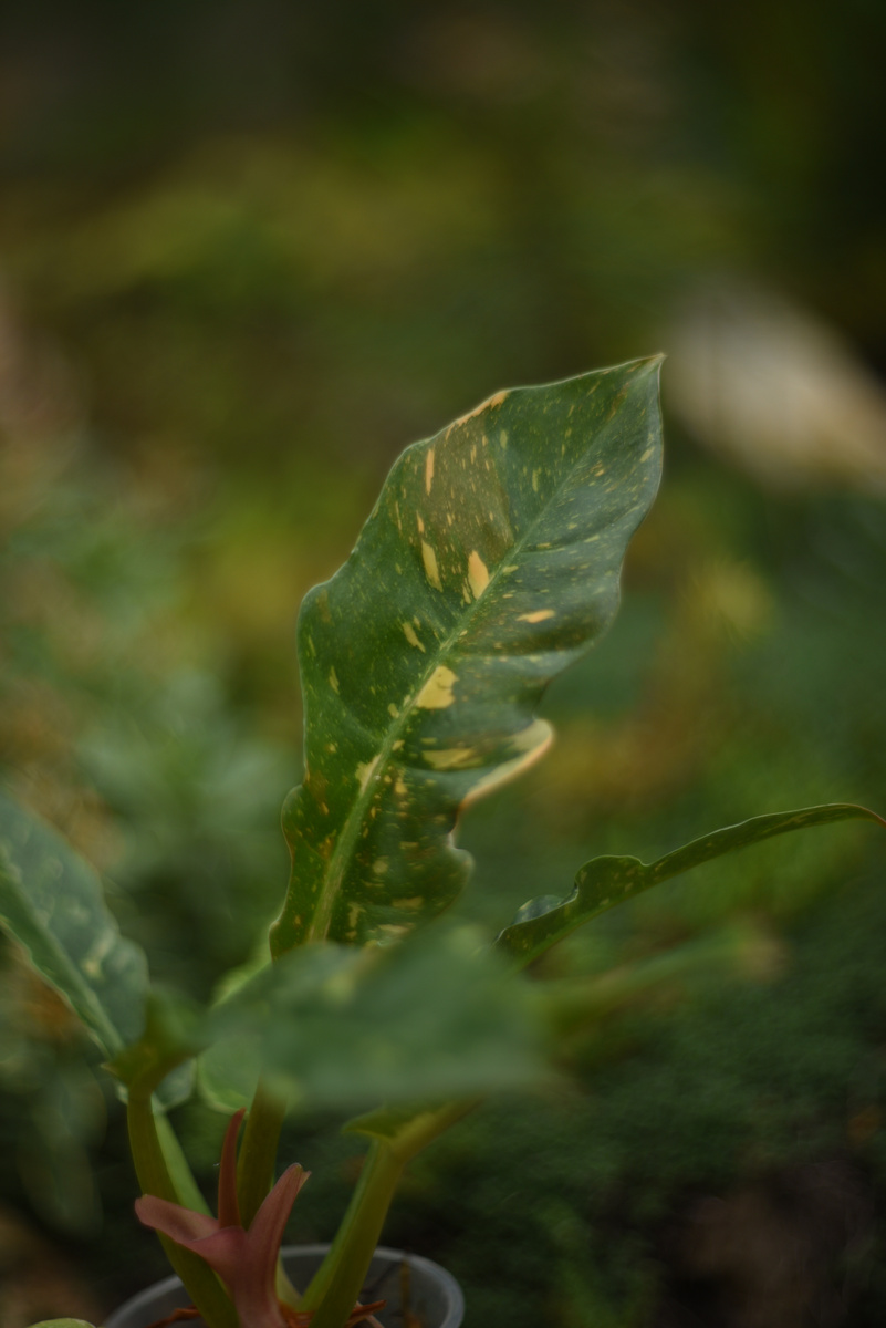 Филодендрон 'Ring of Fire'. Фото: Inviridis