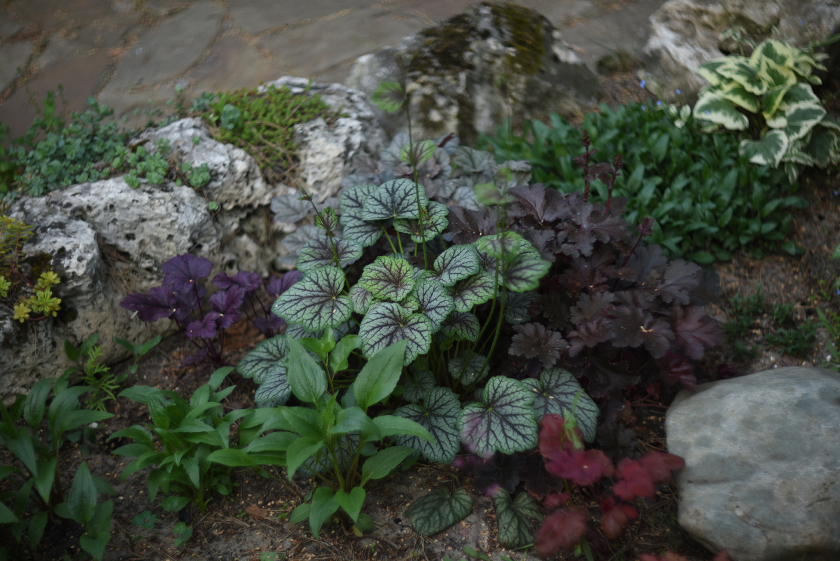 Уличные пестролистные растения. Фото: Inviridis