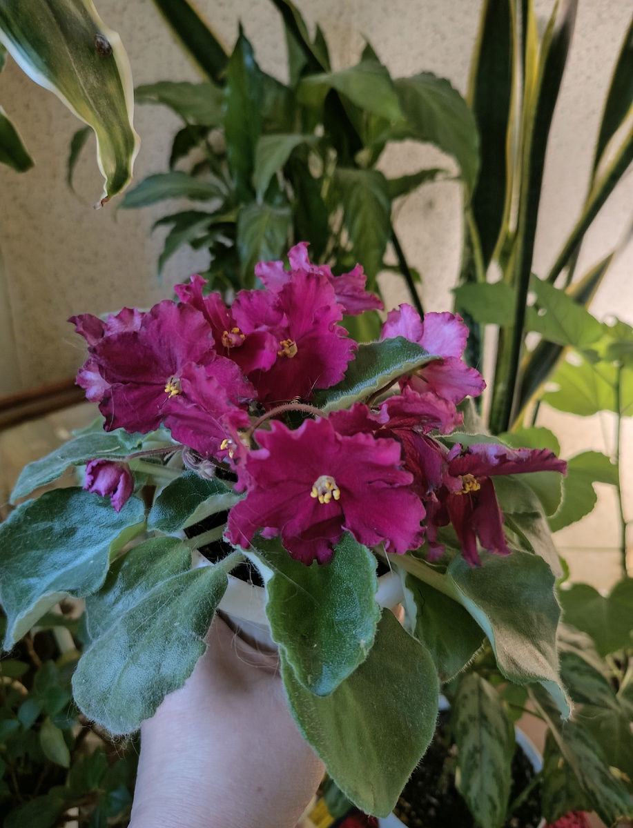 ЛЕ - Рубин Моголов 