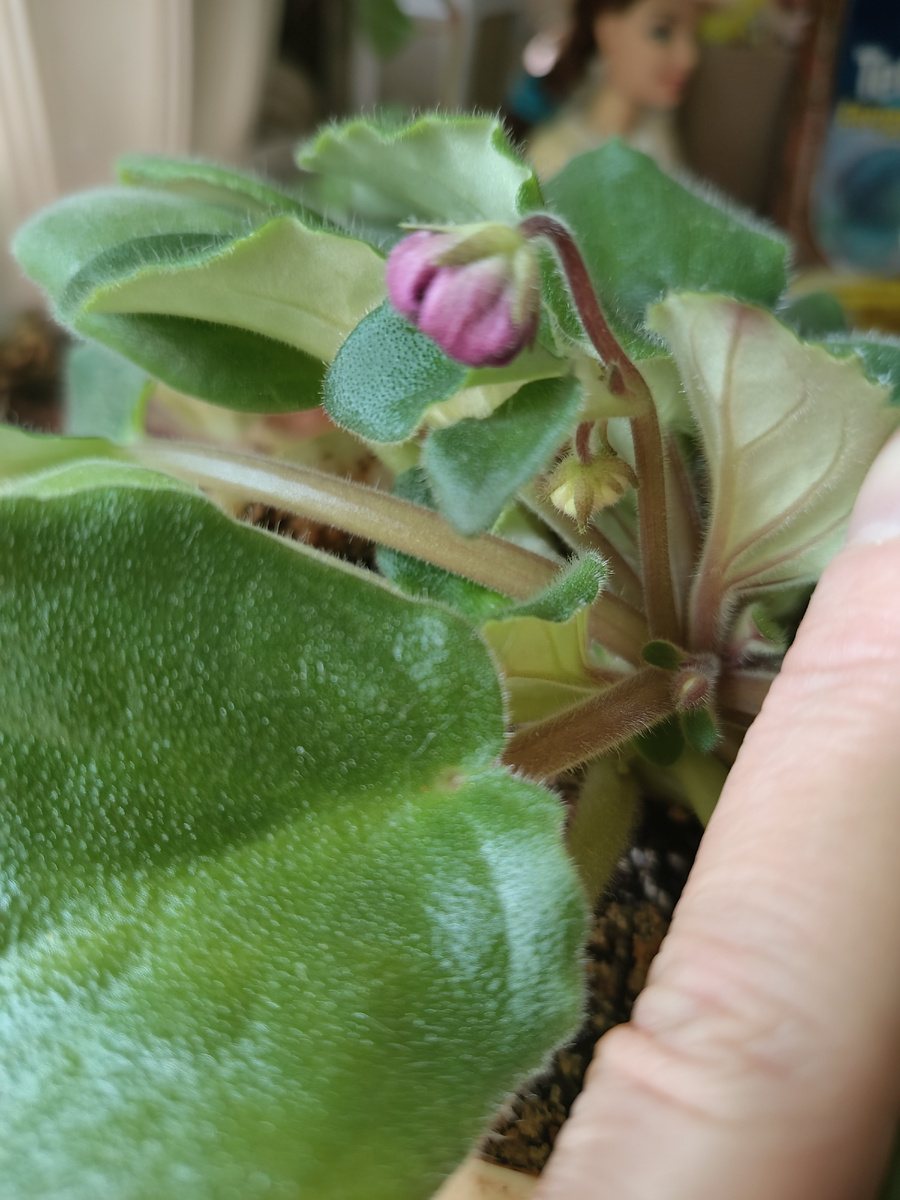 Цветонос с листиком, ЛЕ - Рубин Моголов