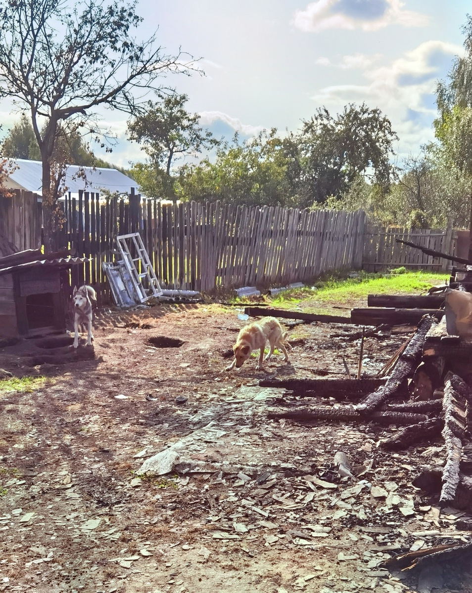 На пожарище. Август 2021