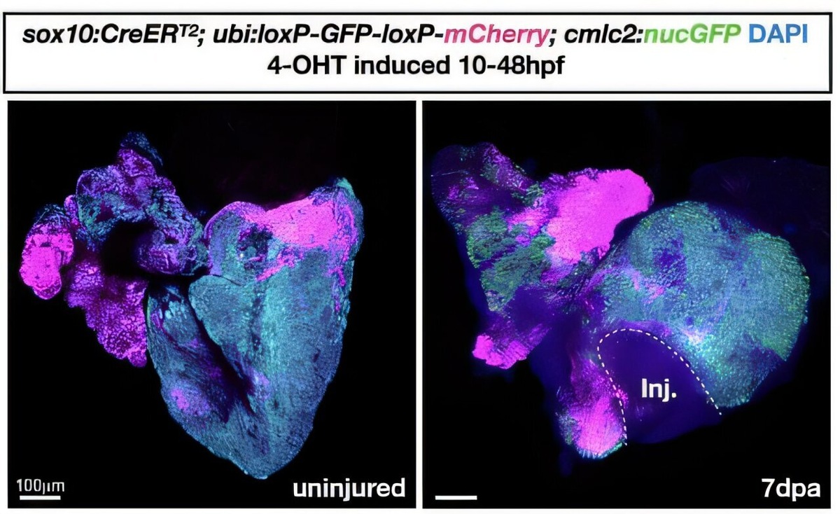     Фото: M. Martik of UC Berkeley