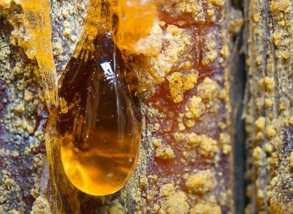 Сосновая смола